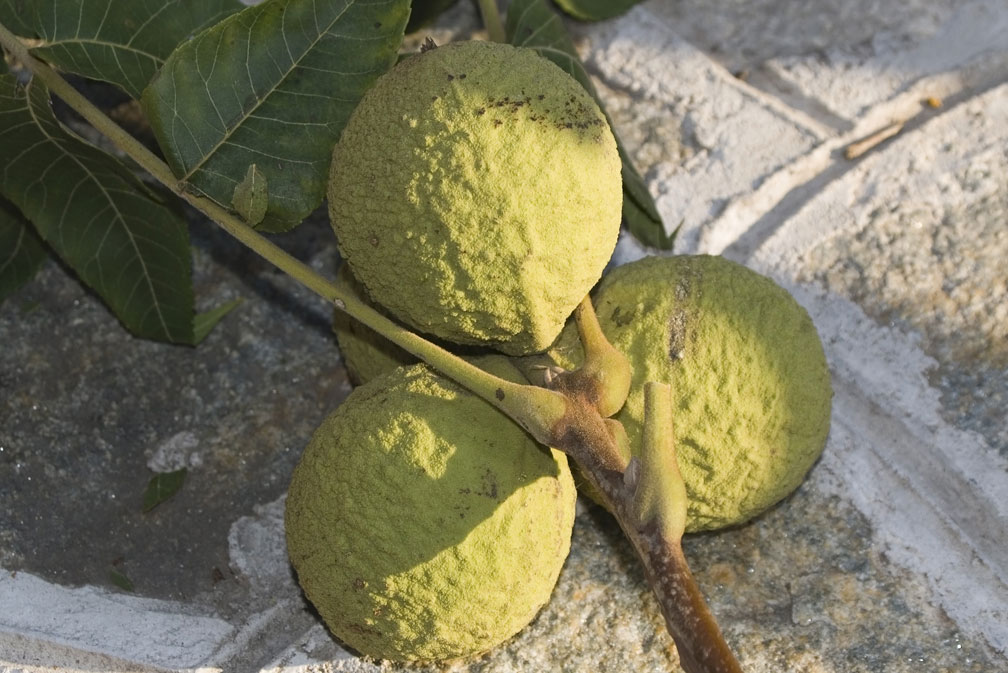 Juglans nigra / Noce nero americano (pianta coltivata)